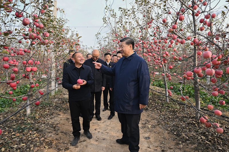 2022年10月26日，習(xí)近平總書記在陜西省延安市安塞區(qū)高橋鎮(zhèn)南溝村的蘋果園里同老鄉(xiāng)們親切交流。