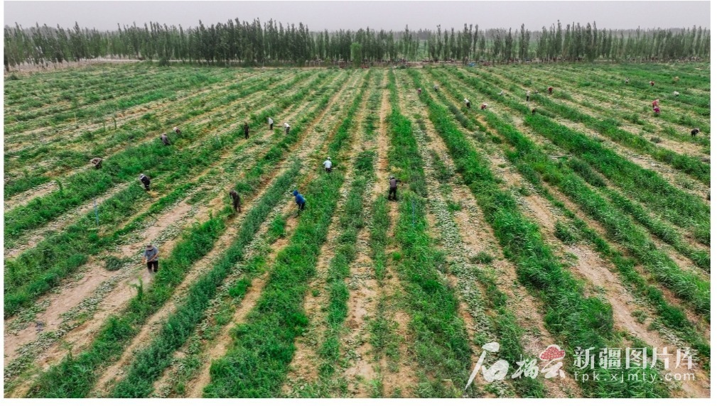 mmexport1753358758216