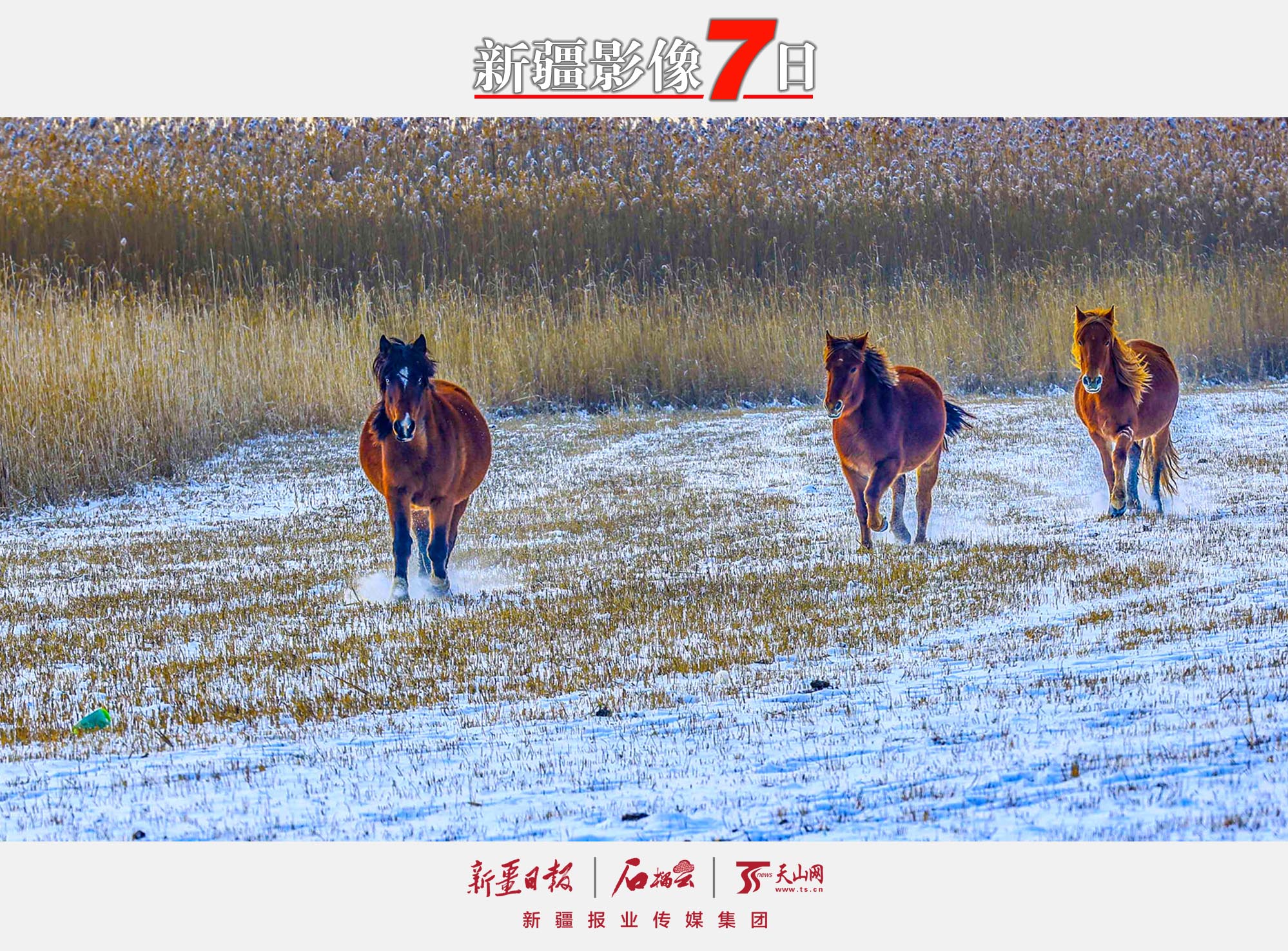 12月7日，駿馬在那拉提國(guó)家濕地公園的雪地上奔跑。大雪節(jié)氣，新源縣那拉提國(guó)家濕地公園銀裝素裹，奔馳的駿馬為寂靜的雪原平添一份活力。 張文庭攝