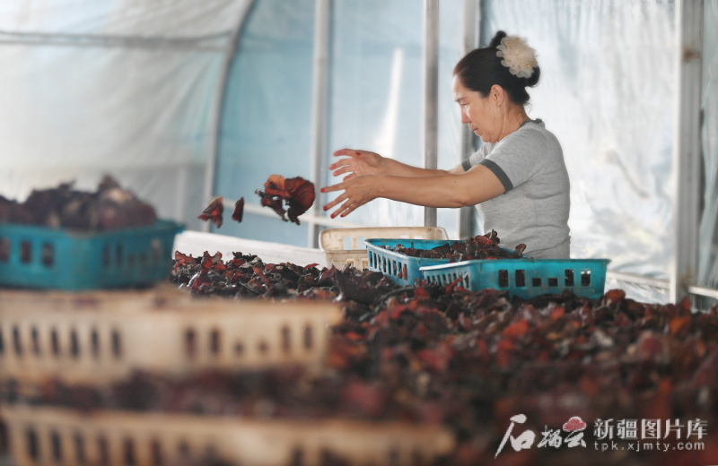 工人在疏勒縣“魯疆情”食用菌生態(tài)科技示范園智能大棚里分揀食用菌。