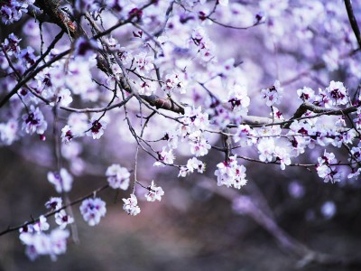 【文化中國(guó)行】在新疆尋找春天 【文化中國(guó)行】在新疆尋找春天