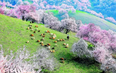 【文化中國(guó)行】在新疆尋找春天 【文化中國(guó)行】在新疆尋找春天