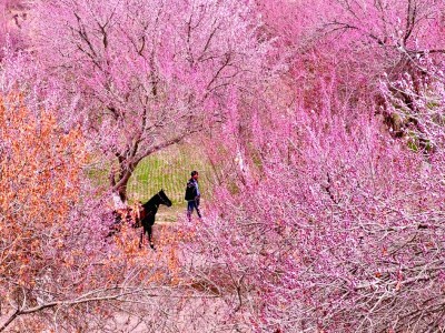 【文化中國(guó)行】在新疆尋找春天 【文化中國(guó)行】在新疆尋找春天