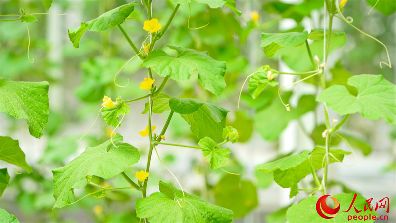 六畝園里的哈密瓜藤。人民網(wǎng) 李欣洋攝