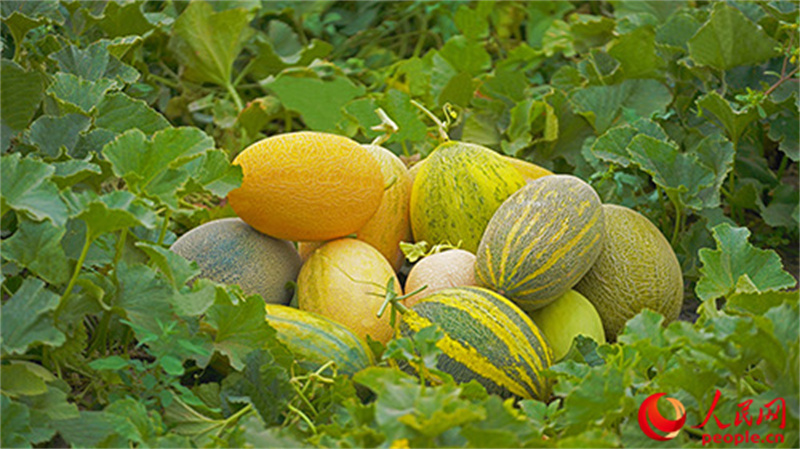 成熟的哈密瓜。人民網(wǎng) 李欣洋攝