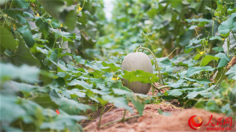 成熟的哈密瓜。人民網(wǎng) 李欣洋攝
