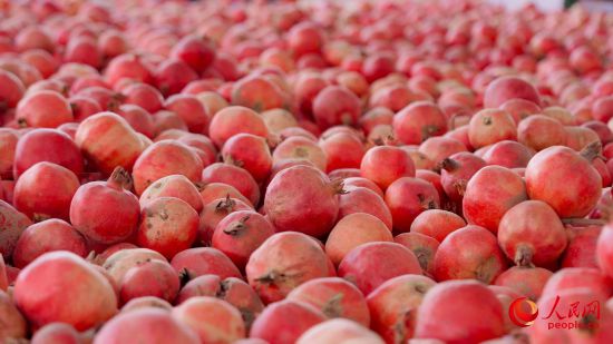 新鮮采摘的石榴。人民網(wǎng) 李欣洋攝